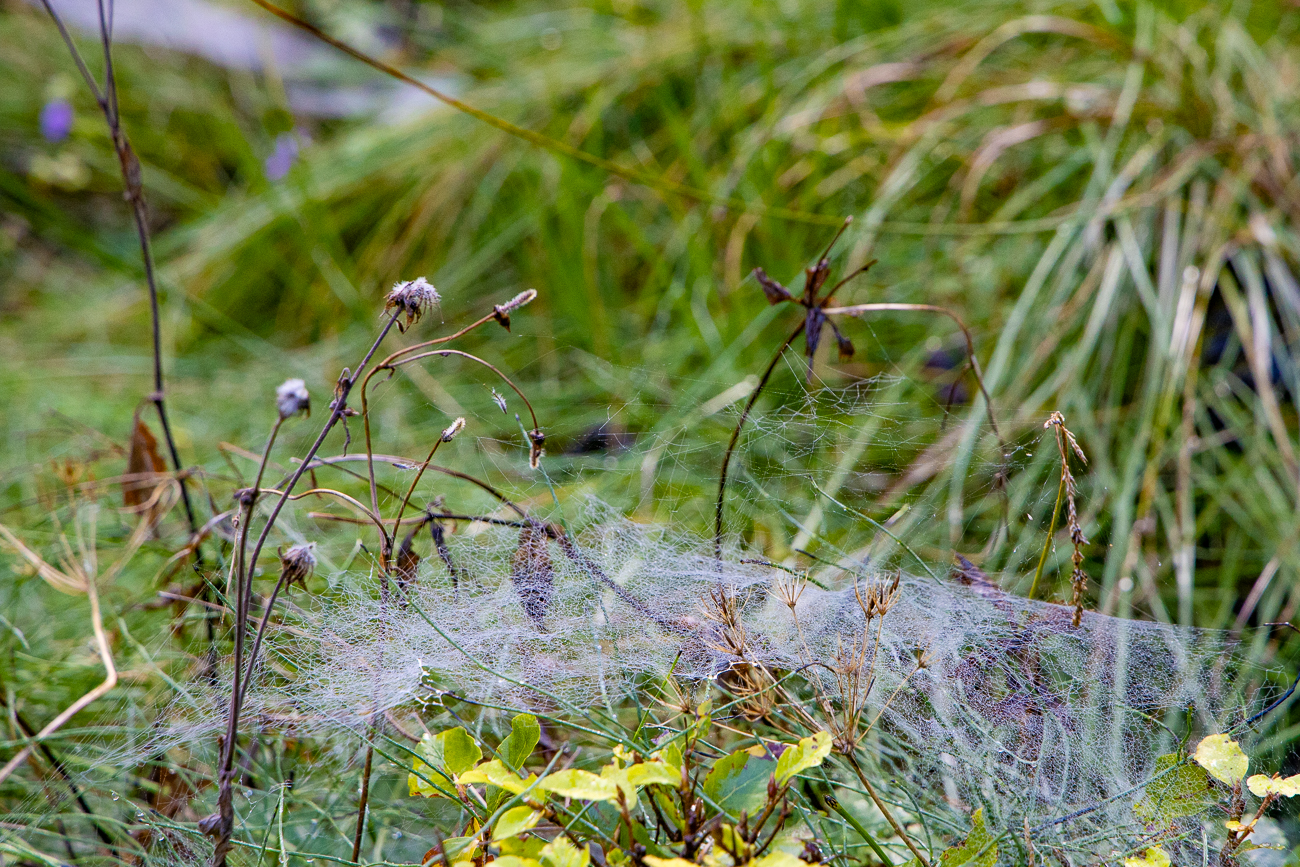 Kunstvolle Gebilde der Baldachinspinnen ...