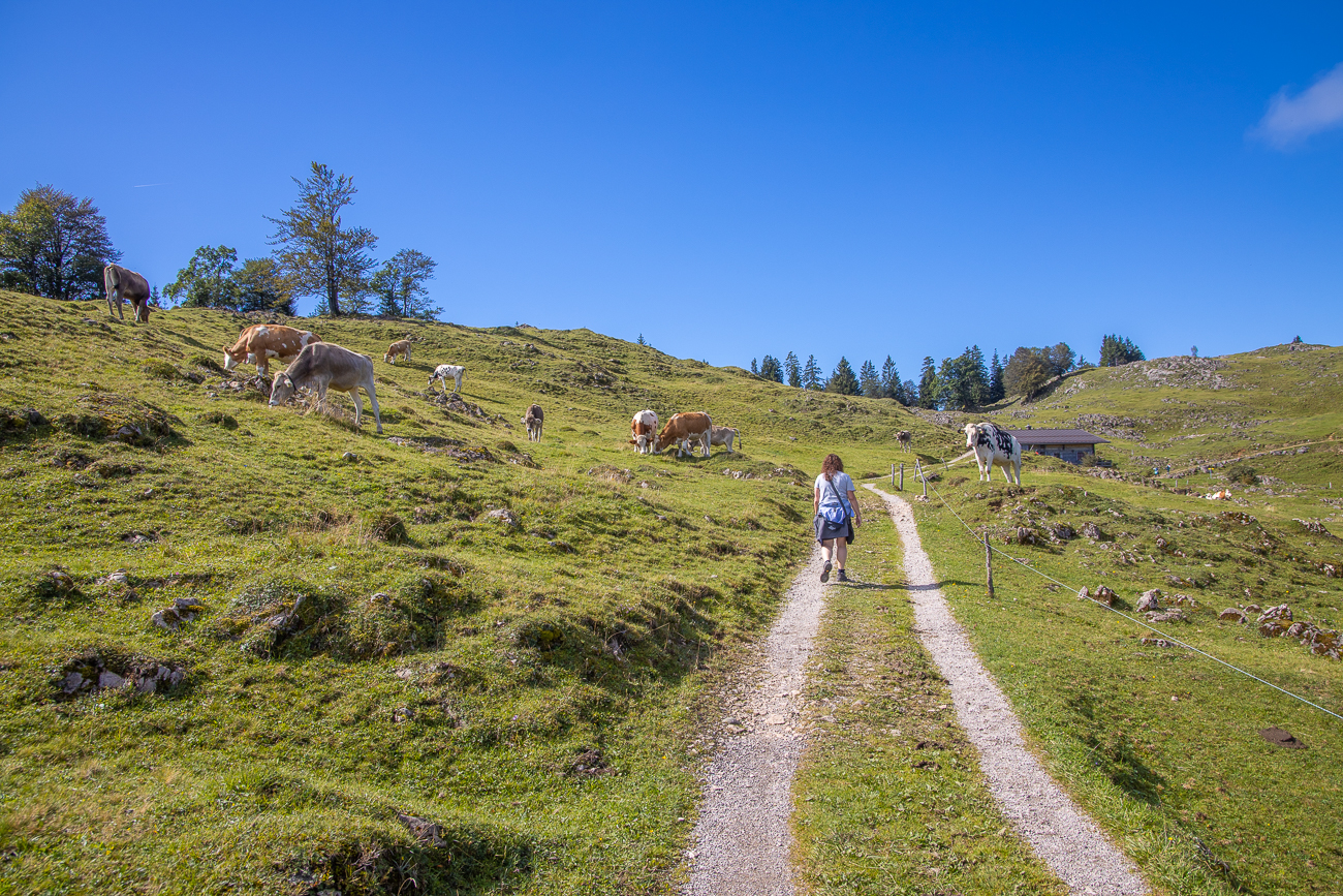 ... durch eine schöne Weidelandschaft