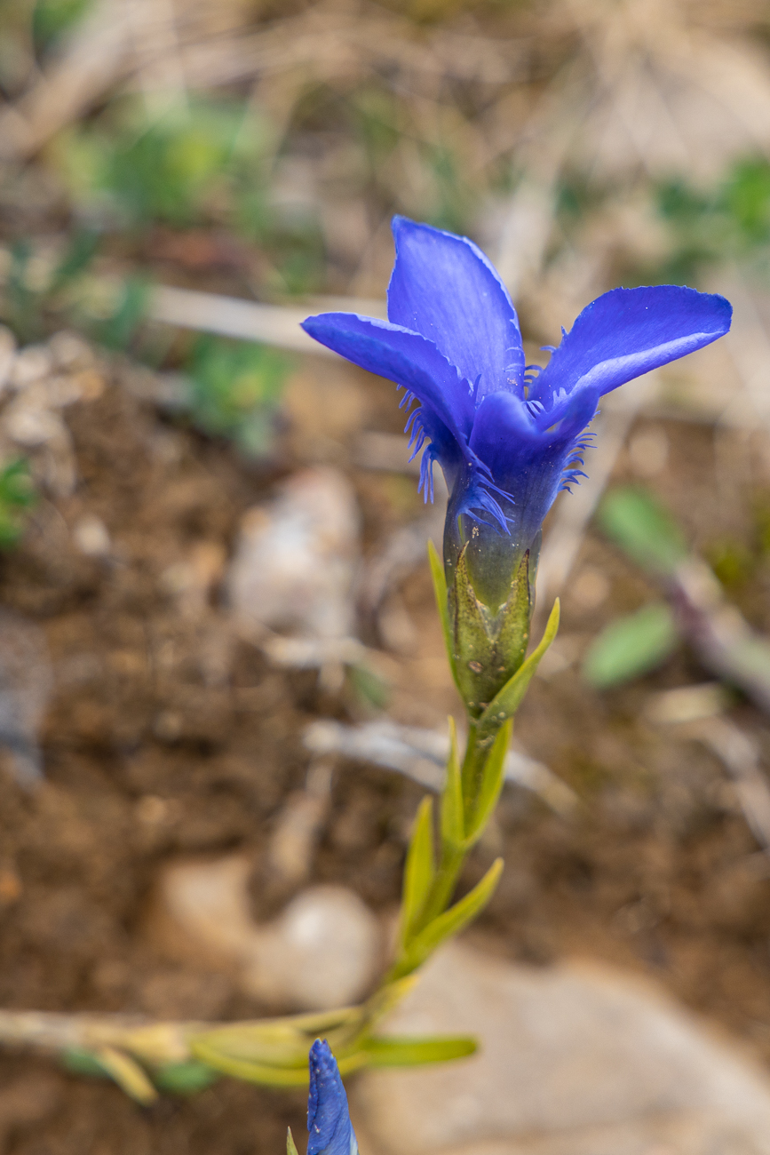Gewöhnlicher Fransenenzian [Gentianopsis ciliata]