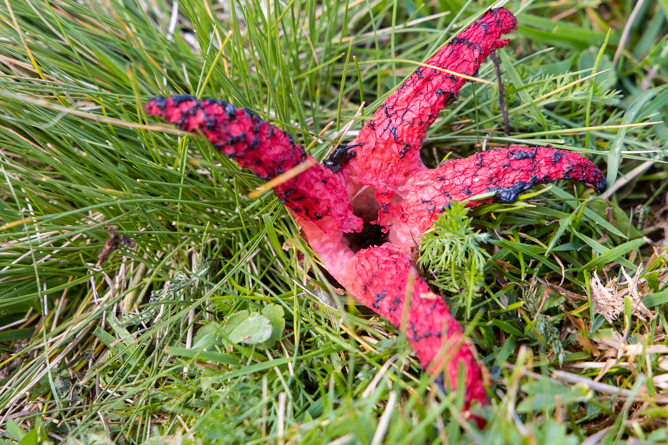 Tintenfischpilz [Clathrus archeri, Syn.: Anthurus archeri]