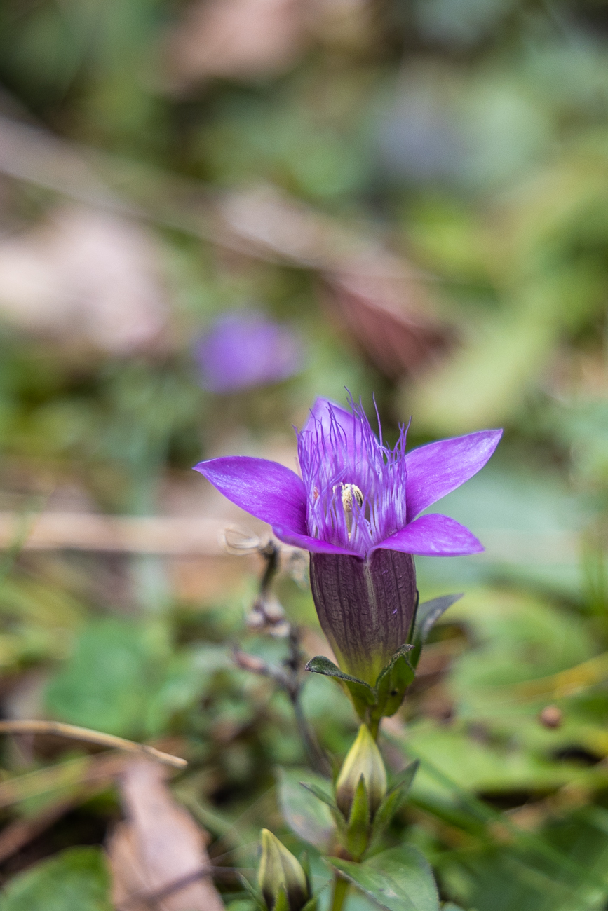 Deutscher Fransenenzian [Gentianella germanica], auch Deutscher Kranzenzian genannt
