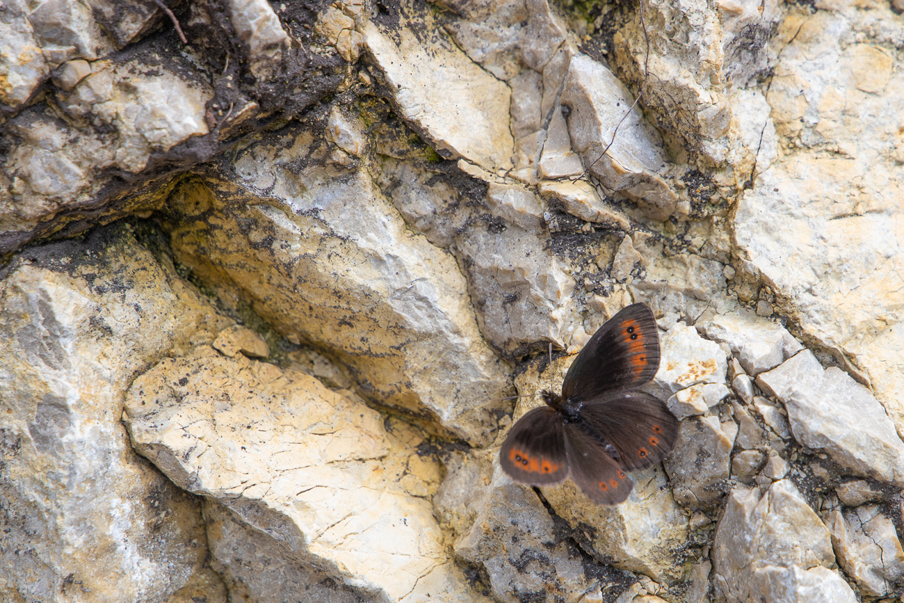 Weißbindiger Mohrenfalter [Erebia ligea]
