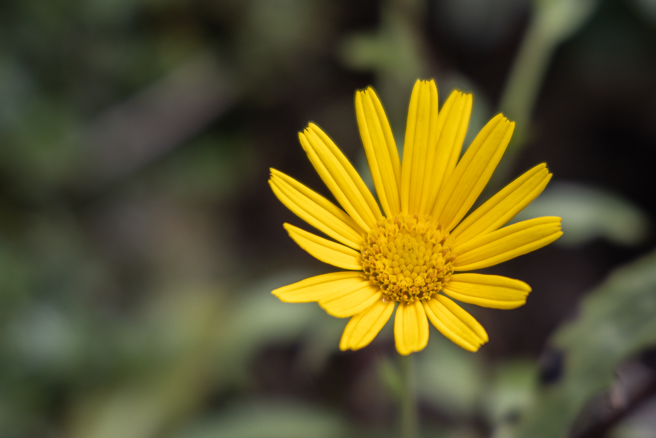 Ochsenauge [Buphthalmum salicifolium], auch Weidenblättriges Ochsenauge oder Rindsauge genannt