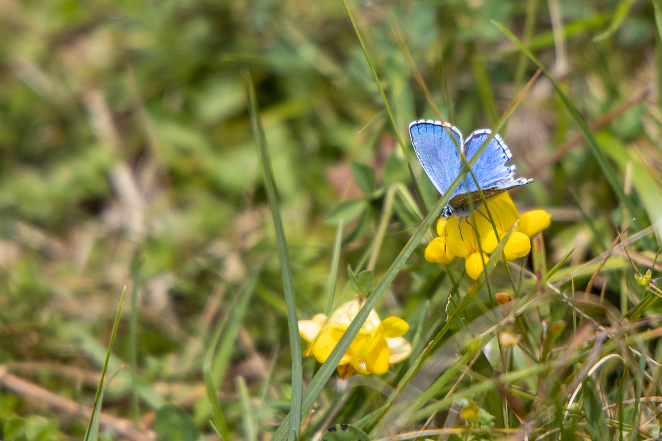 Himmelblauer Bläuling [Lysandra ballargus]