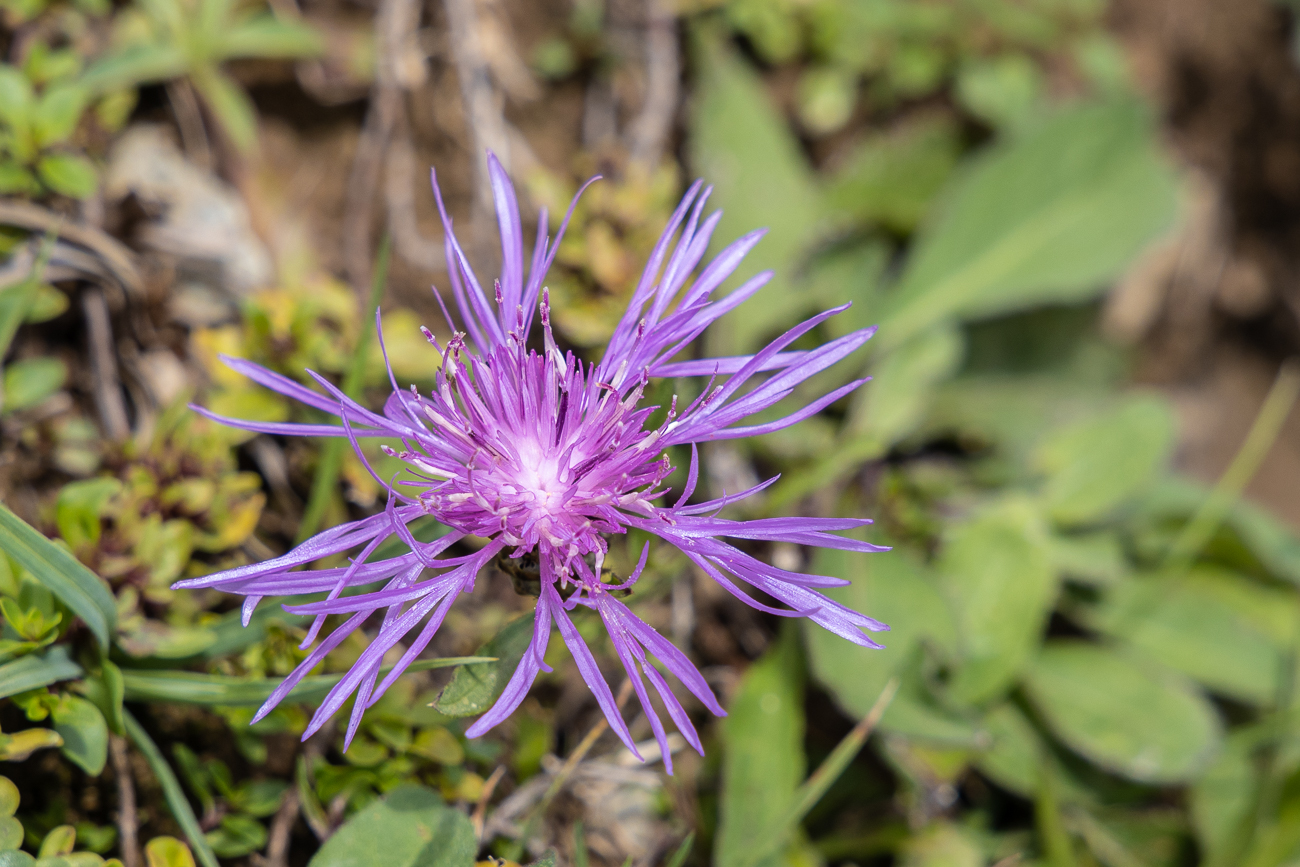 Flockenblume [Centaurea]