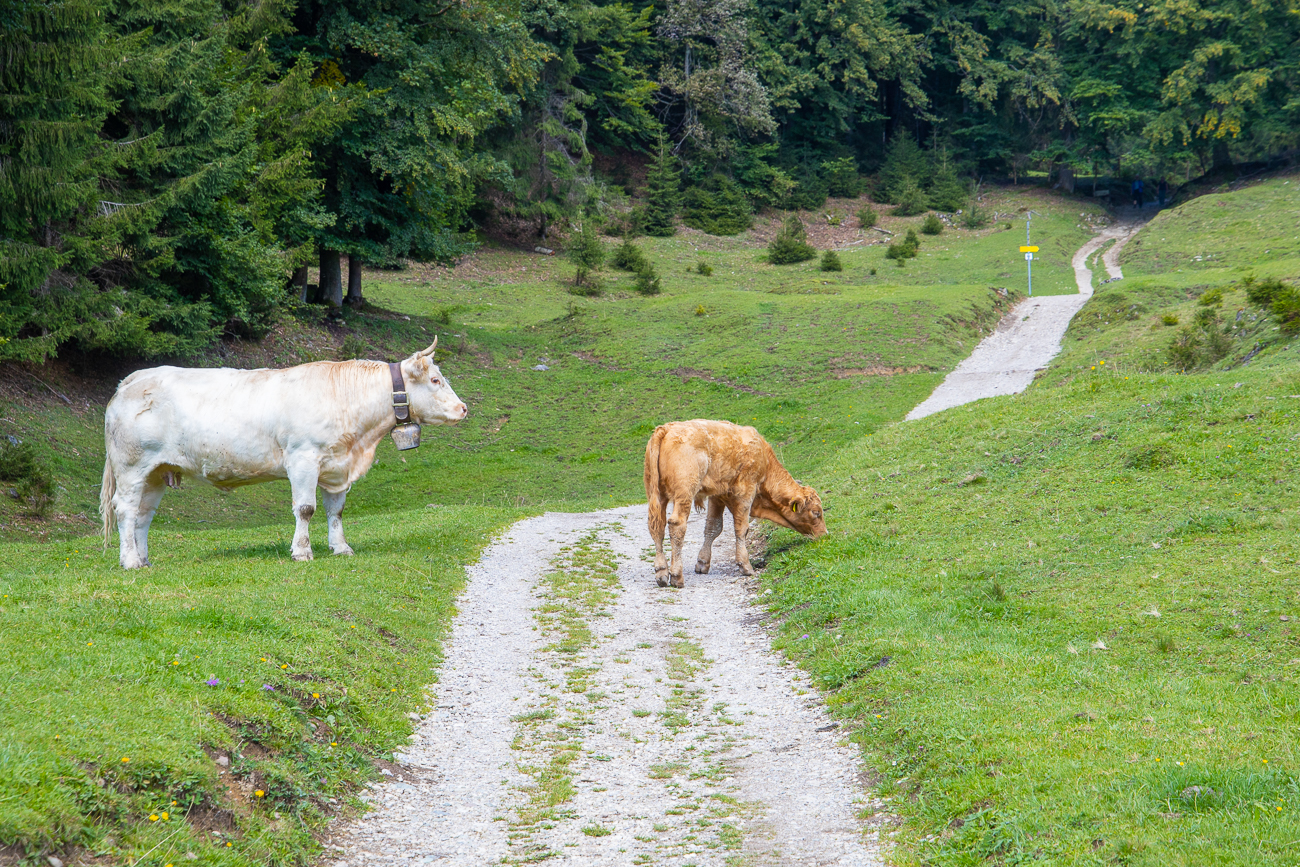Zwischen Mutterkuh und Kalb gehen wir besser nicht hindurch