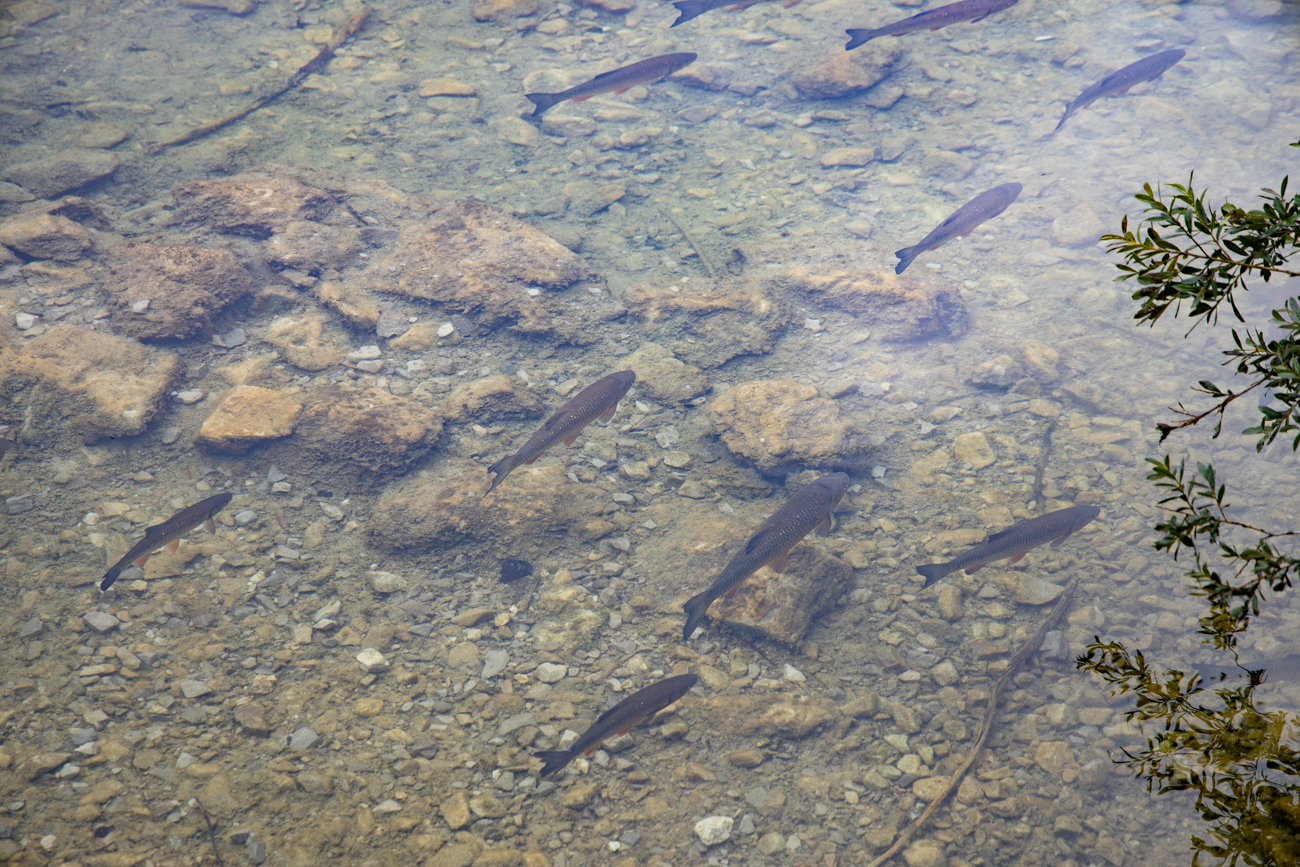 Im See tummeln sich die Fische ...