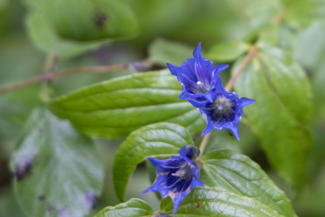Schwalbenwurz-Enzian [Gentiana asclepiadea]