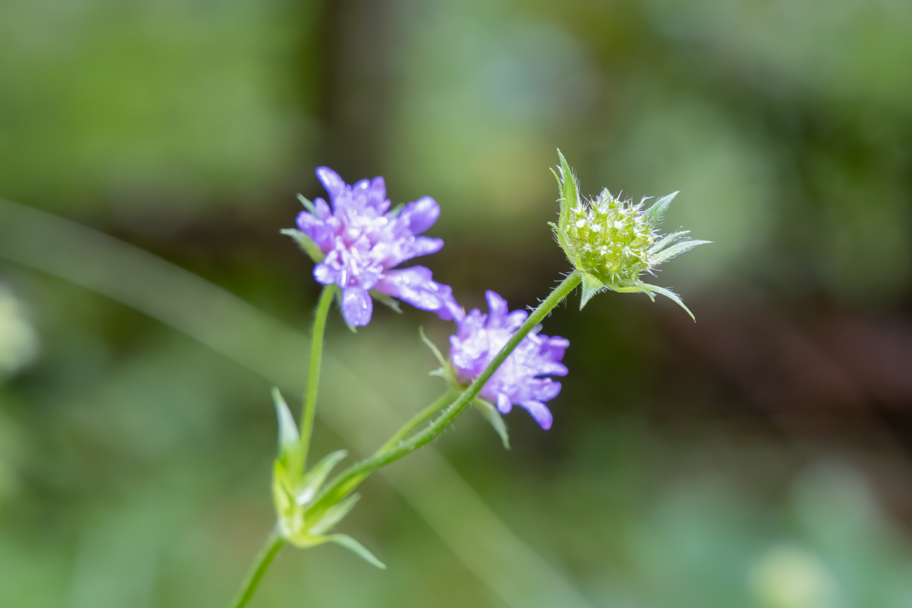 Acker-Witwenblume [Knautia arvensis]