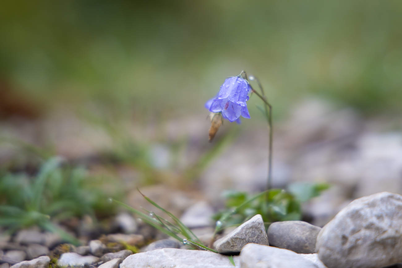 Rundblättrige Glockenblume [Campanula rotundifolia]