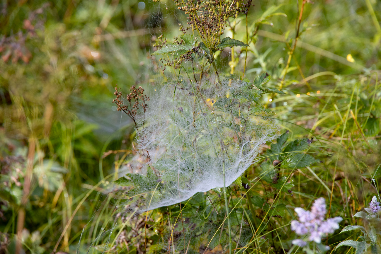 Netz einer Baldachinspinne
