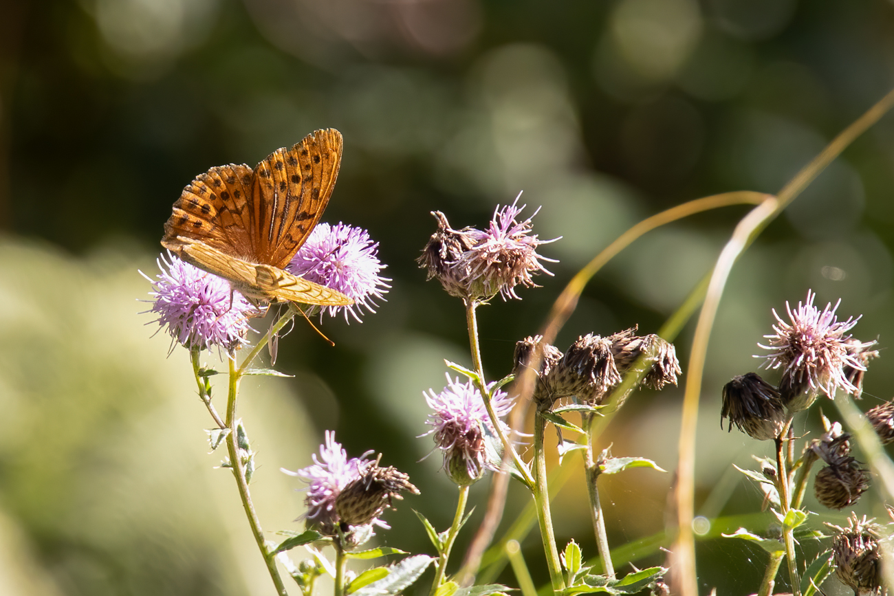 Perlmutterfalter auf Distel