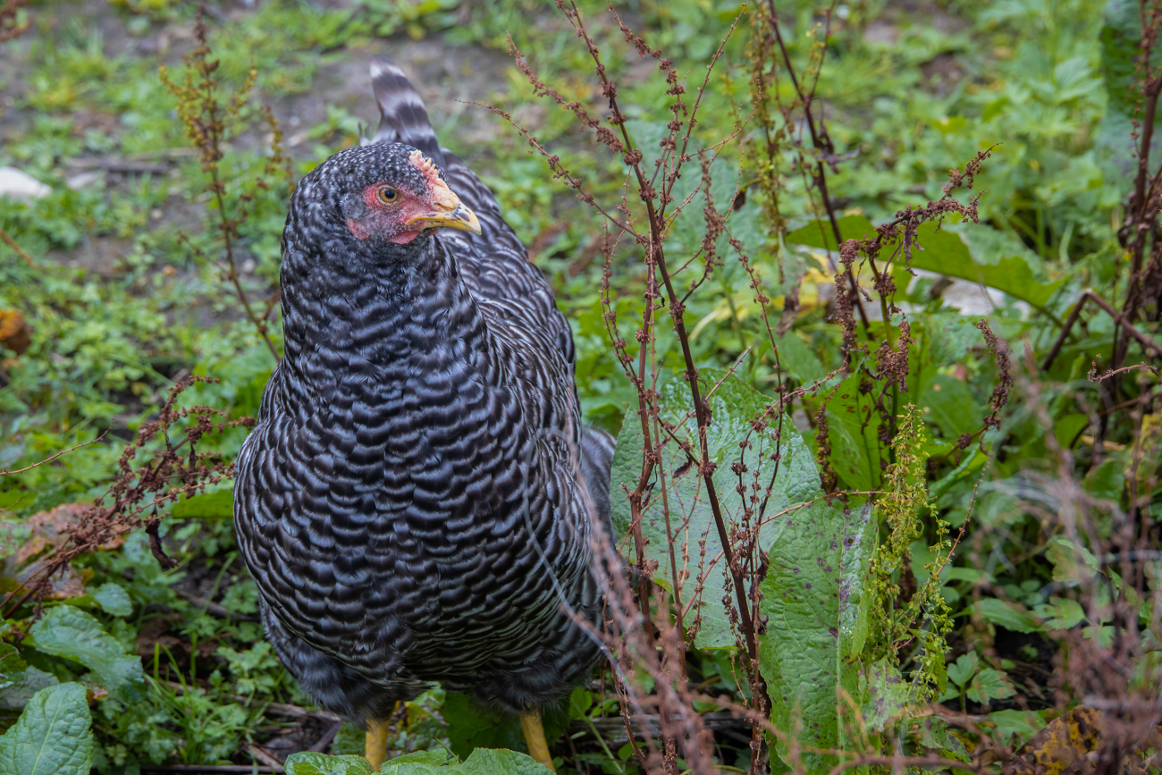 Garnicht scheue Henne
