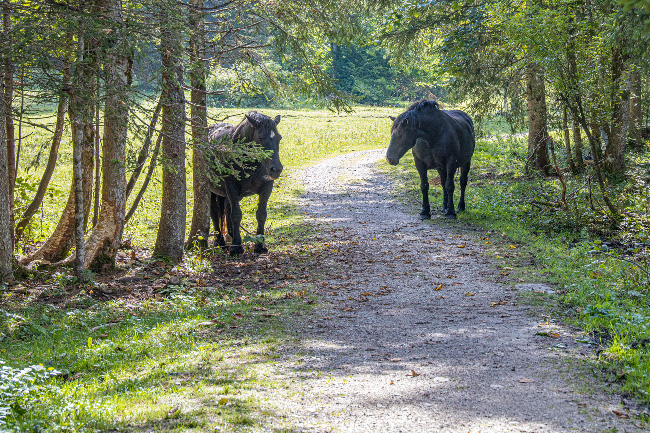 Auf dem Rückweg versperren uns zwei Rösser den Weg ;-)