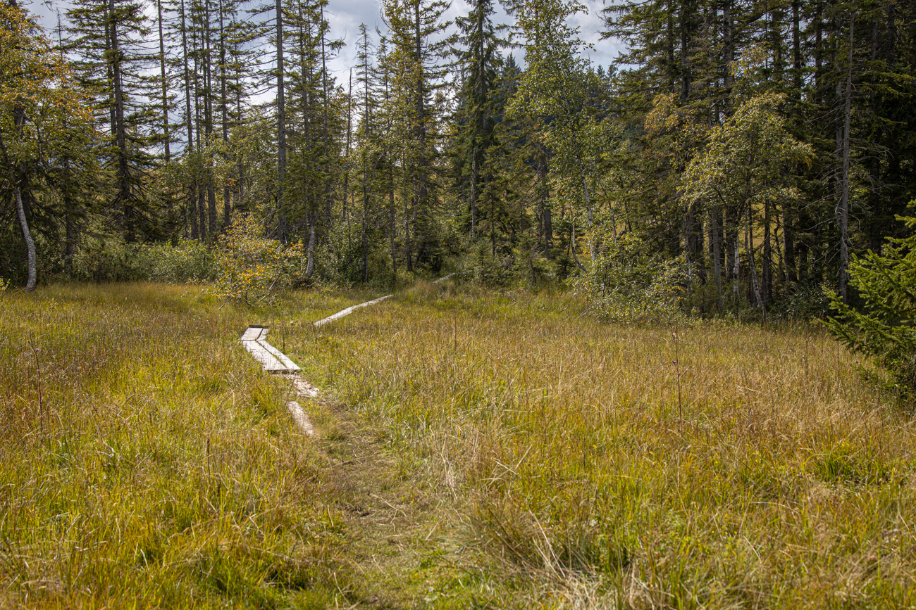 Bohlenweg durch den Wald