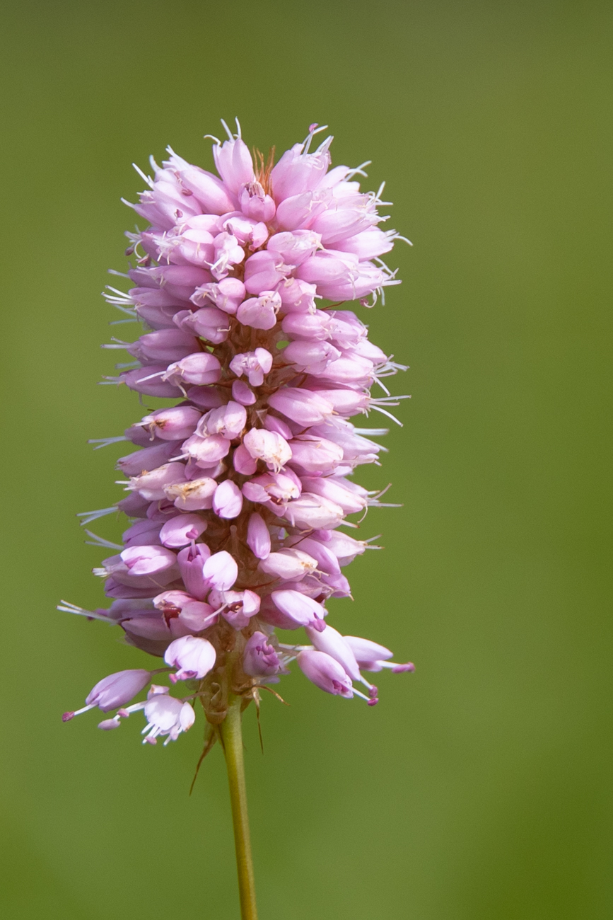 Schlangen-Knöterich