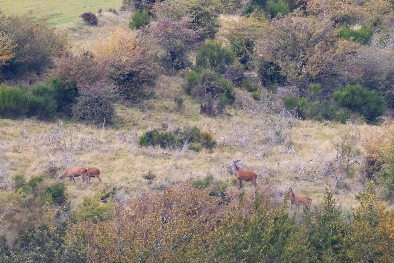 Weiter unten sind weitere Hirsche ...