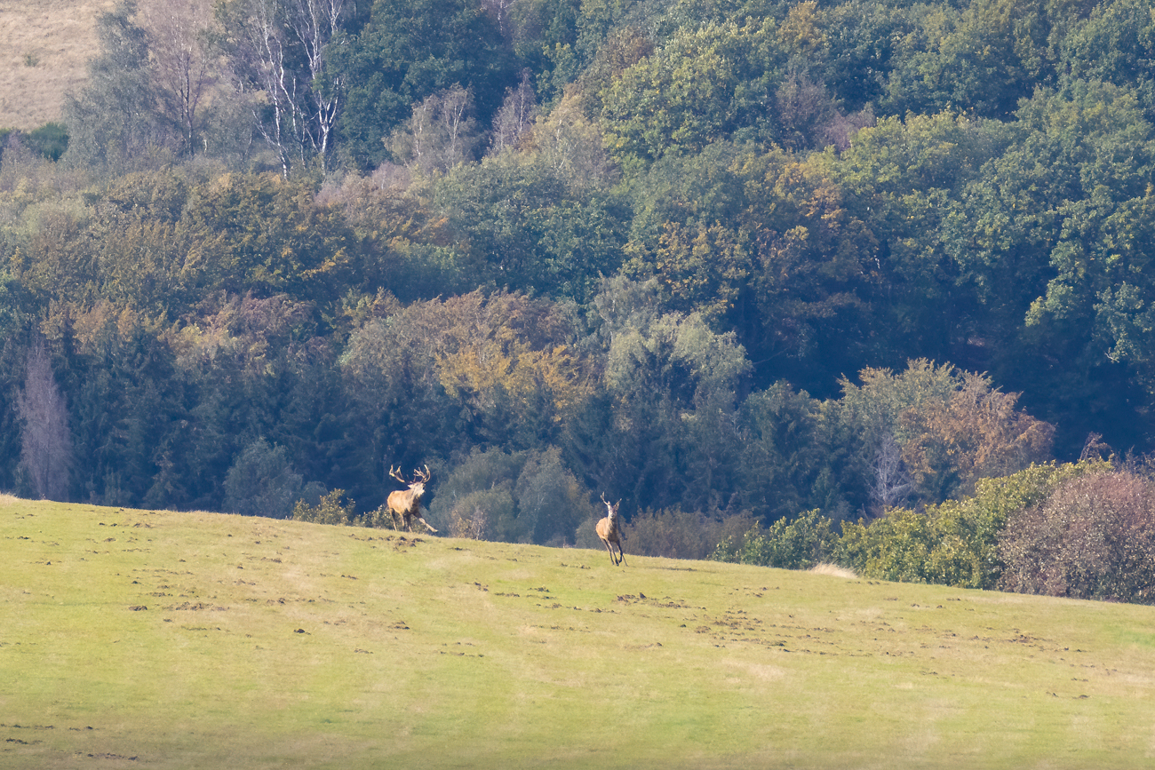 Ein Rivale wird verjagt
