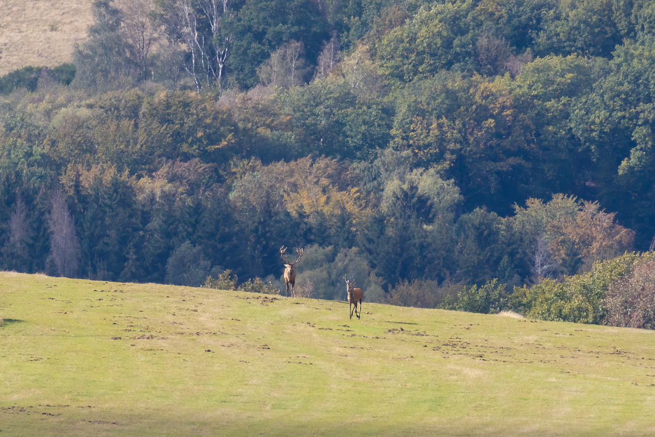 Der Rivale ist noch jung ...