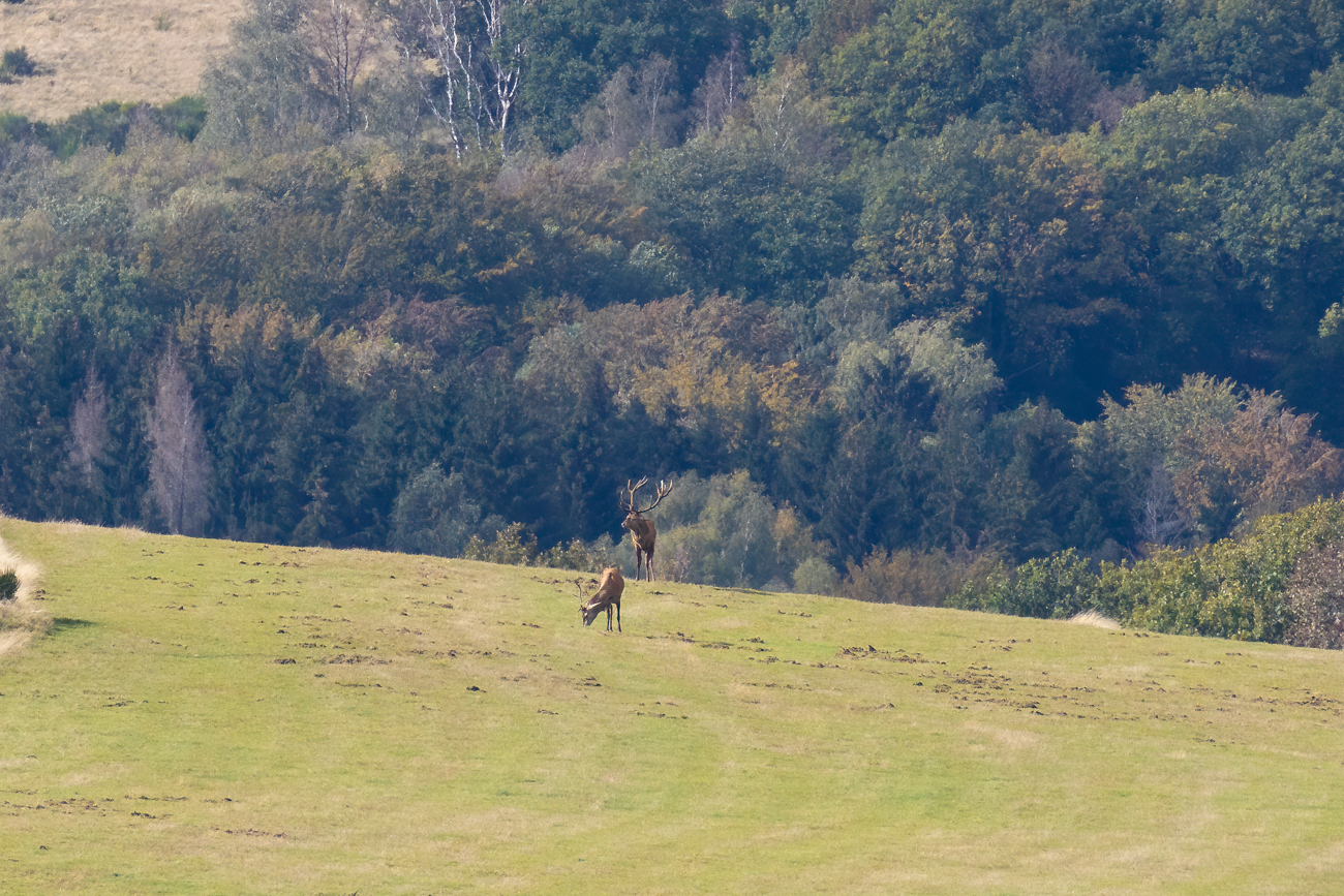 ... und hat nur noch ein halbes Geweih