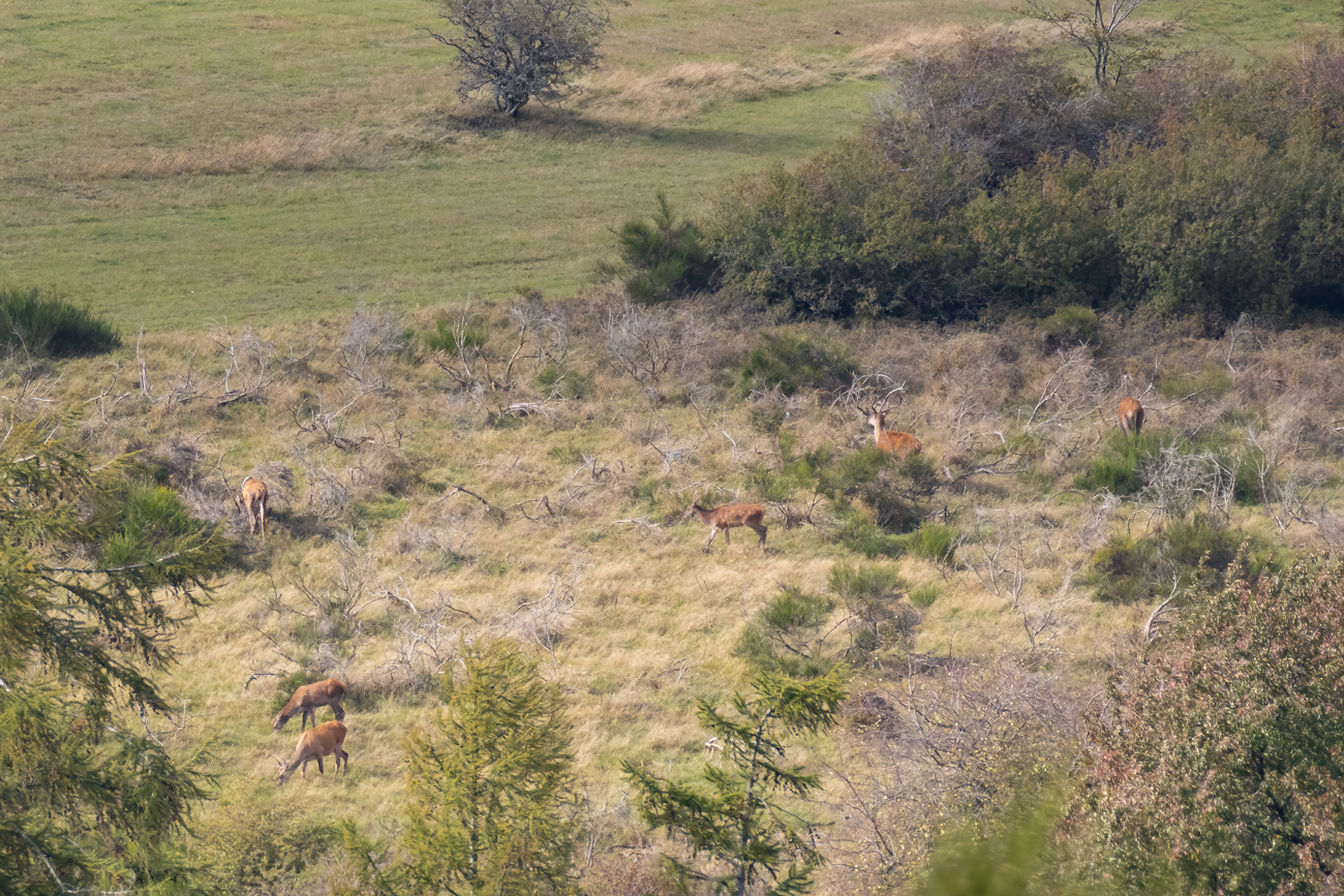 ... und Hirschkühe zu sehen