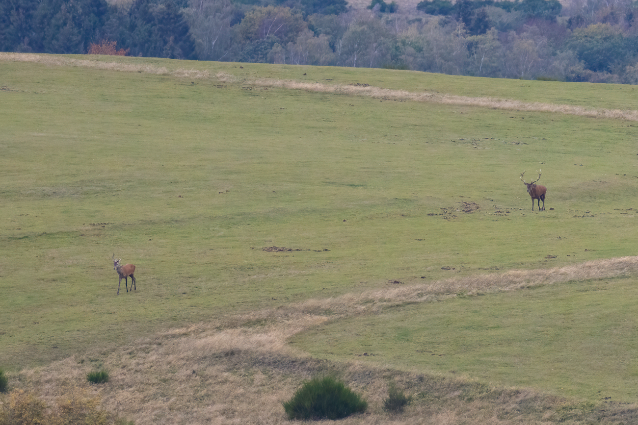 Der dominante Hirsch vertreibt den Jungspund von seiner Wiese