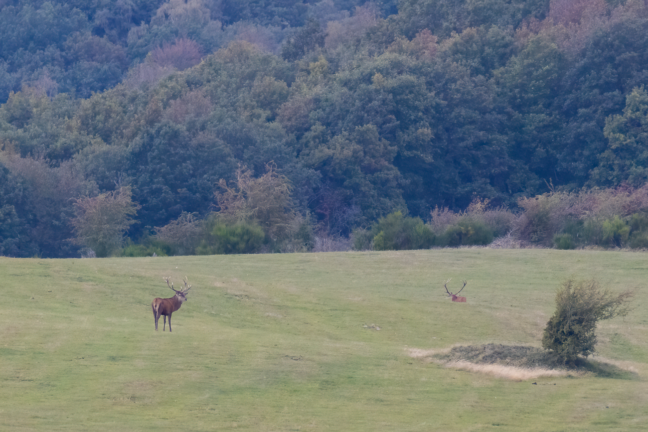 ... und kehrt dann zu seinem Stammplatz zurück ...