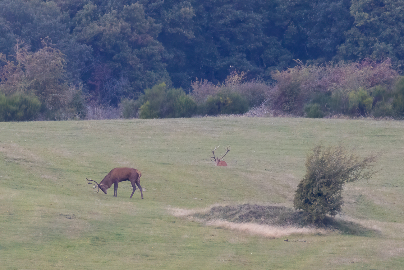 ... wo schon ein anderer großer Hirsch am Grasen ist