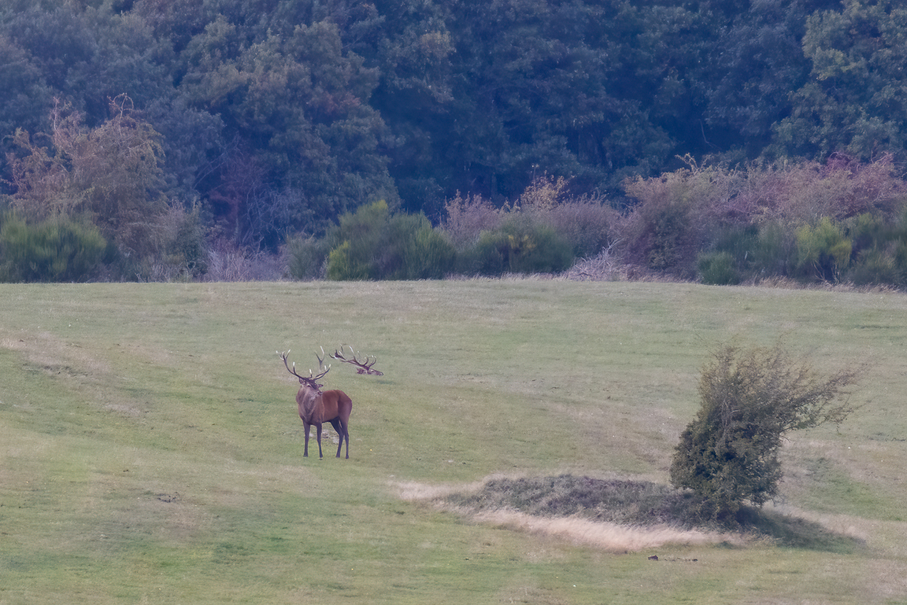 Anscheinend hat keines der Tiere etwas gegen das andere ...