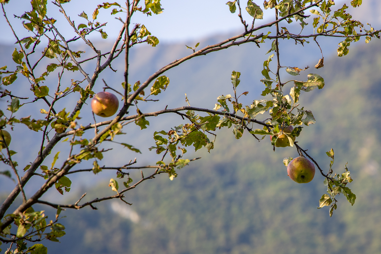 Herbst ist Apfelzeit