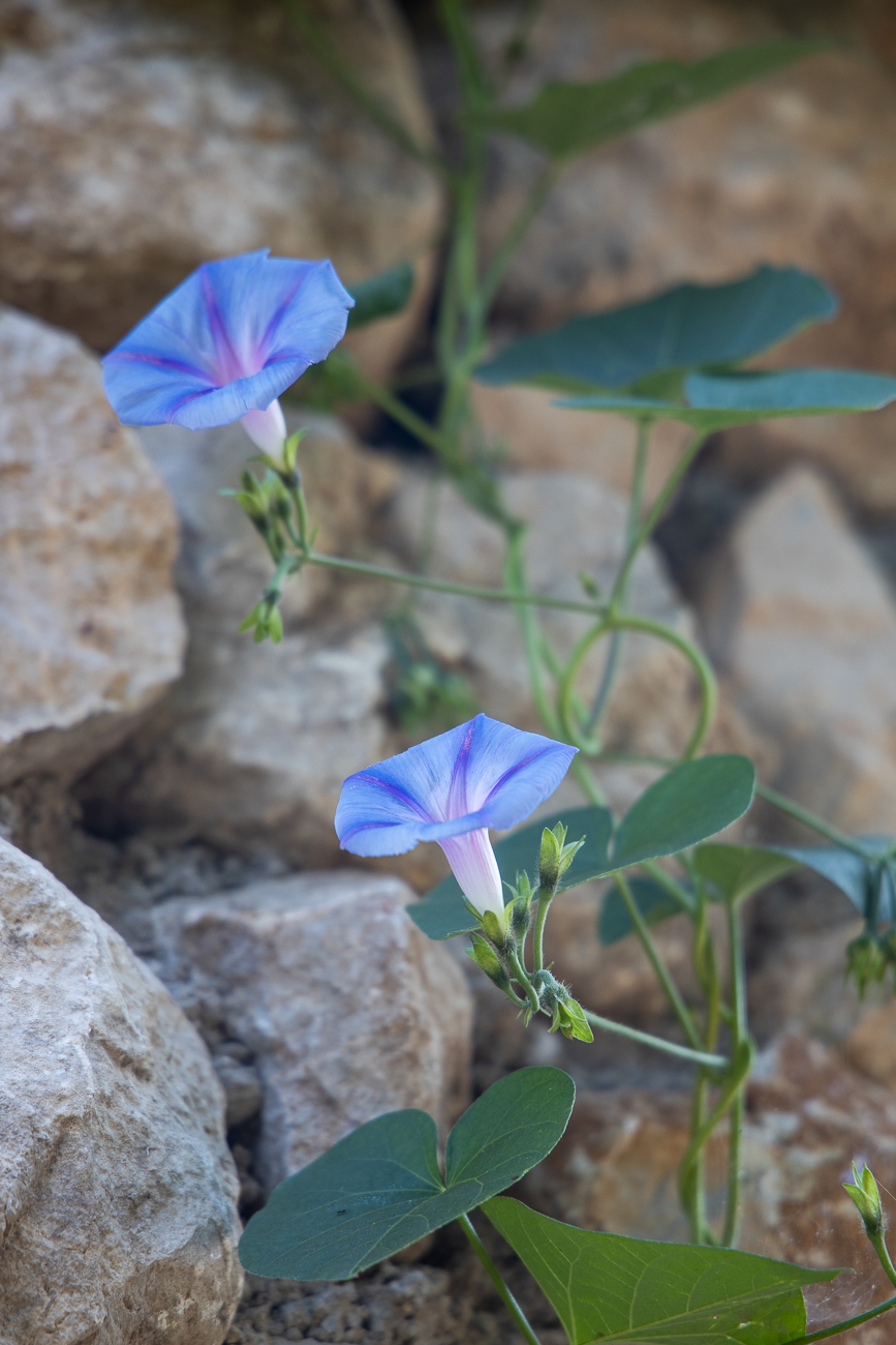 Schöne Blüten die aus der Mauer wachsen