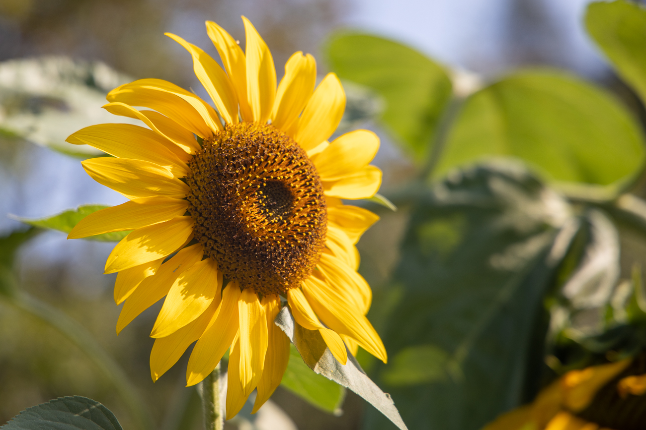 Sonnenblume