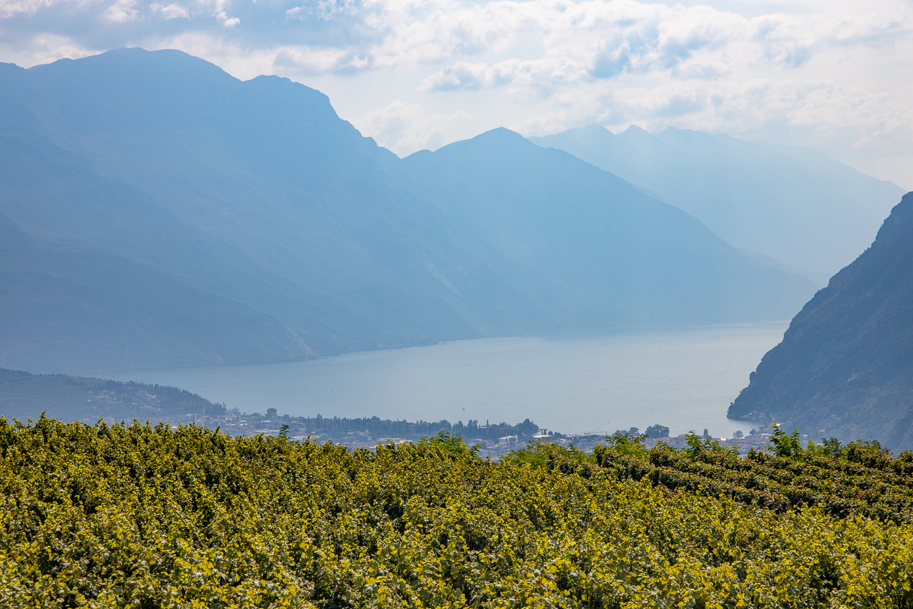 Nochmal der Gardasee unter den Trauben