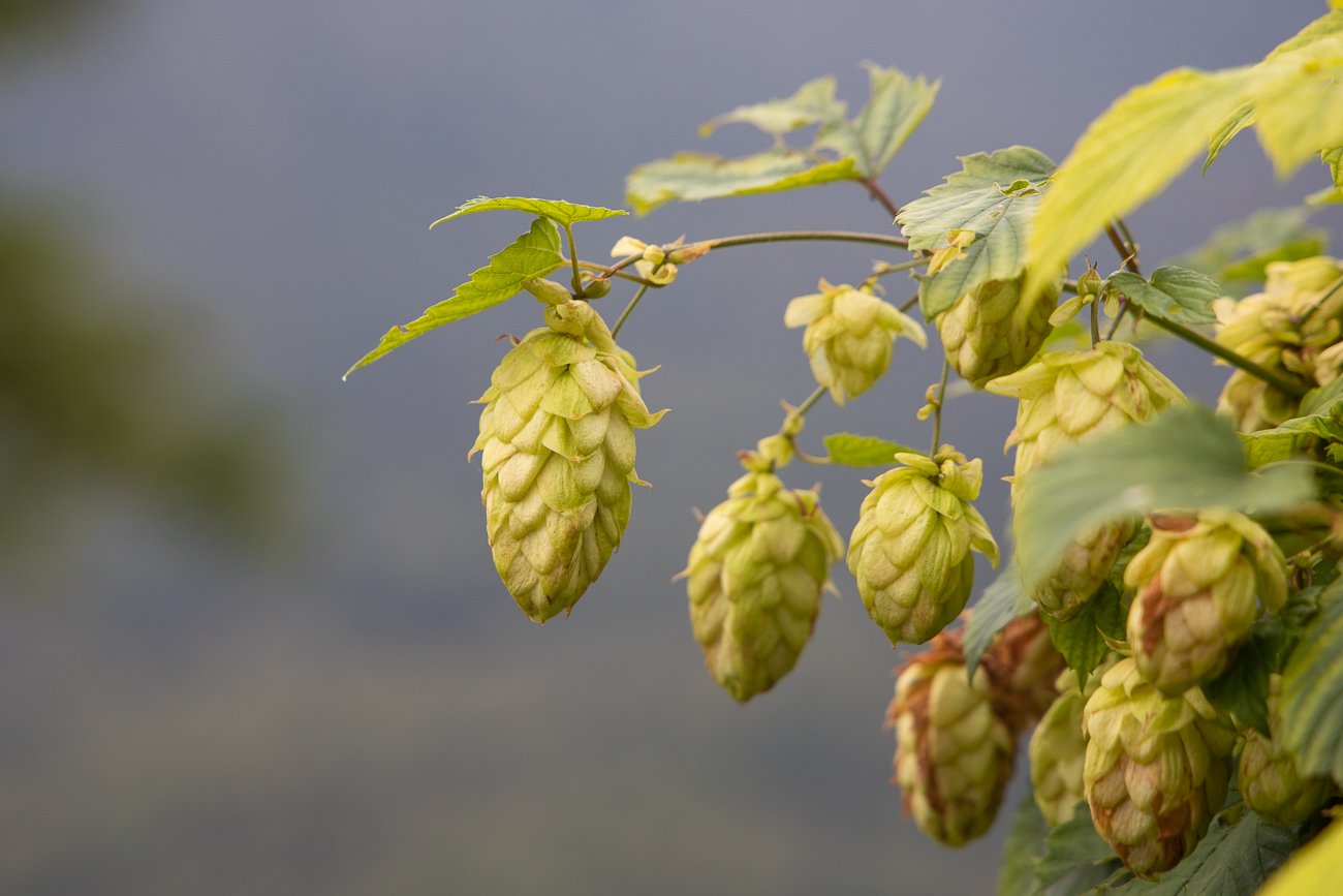 Hopfen