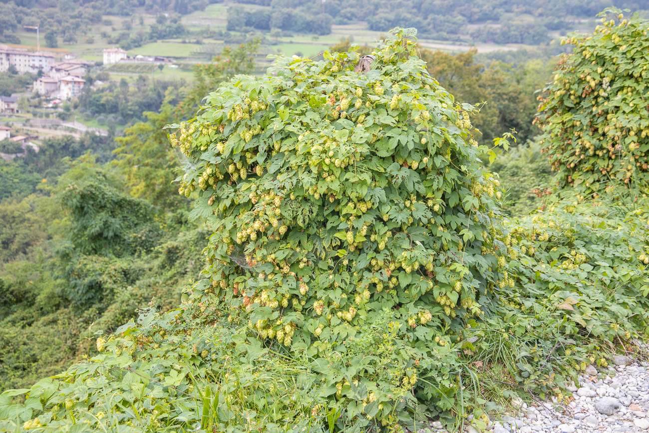 ... und Hopfen