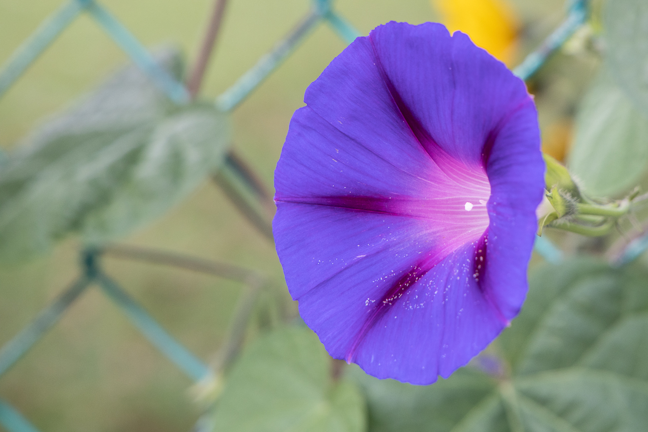 Blüte am Zaun