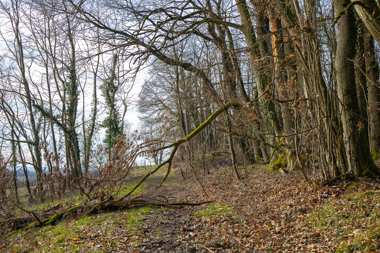 Reste vom "Sturm Sabine"
