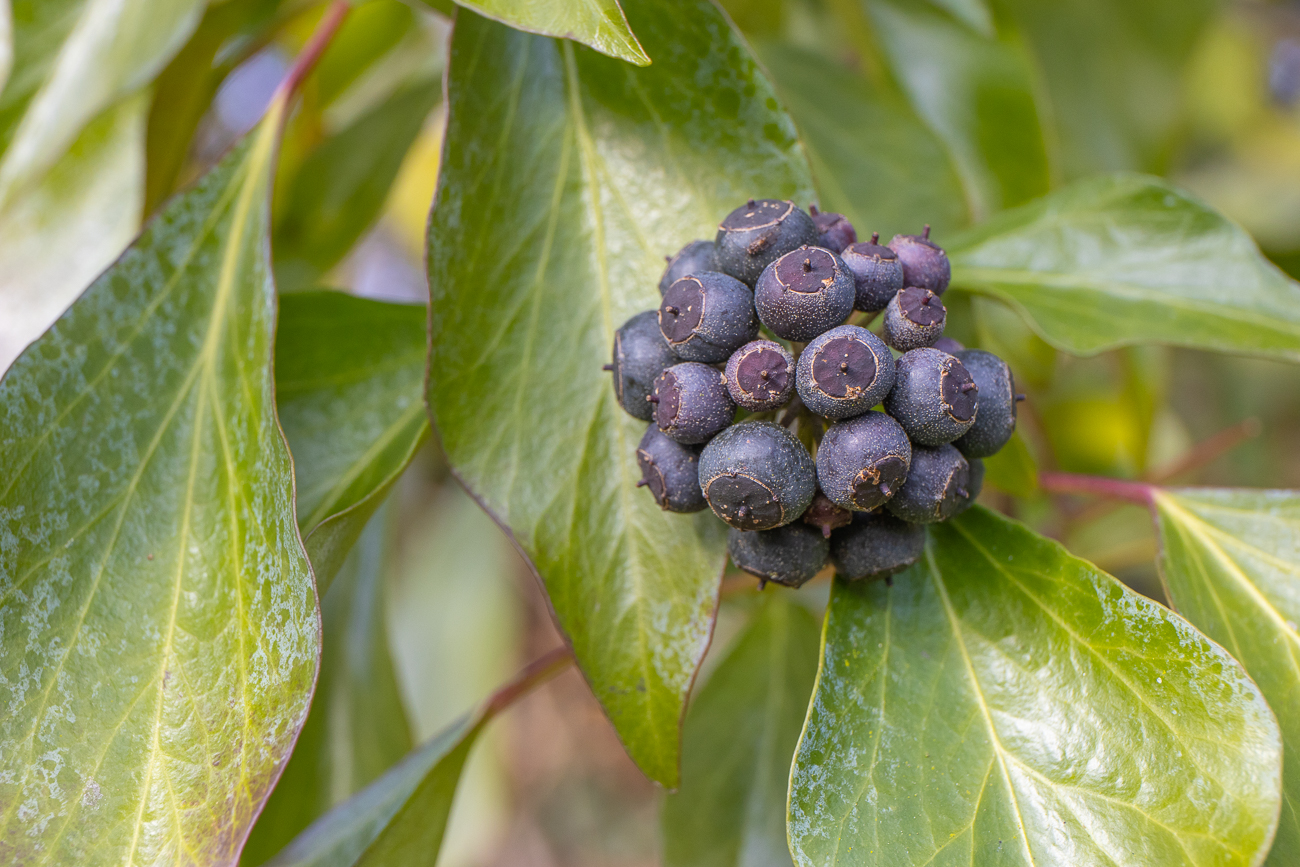 Früchte des Efeu, giftig!