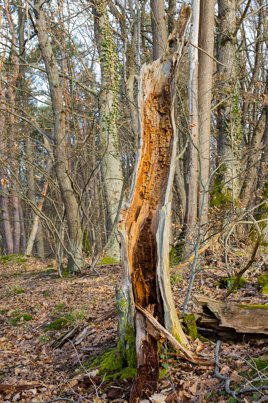 Abgestorbener Baum