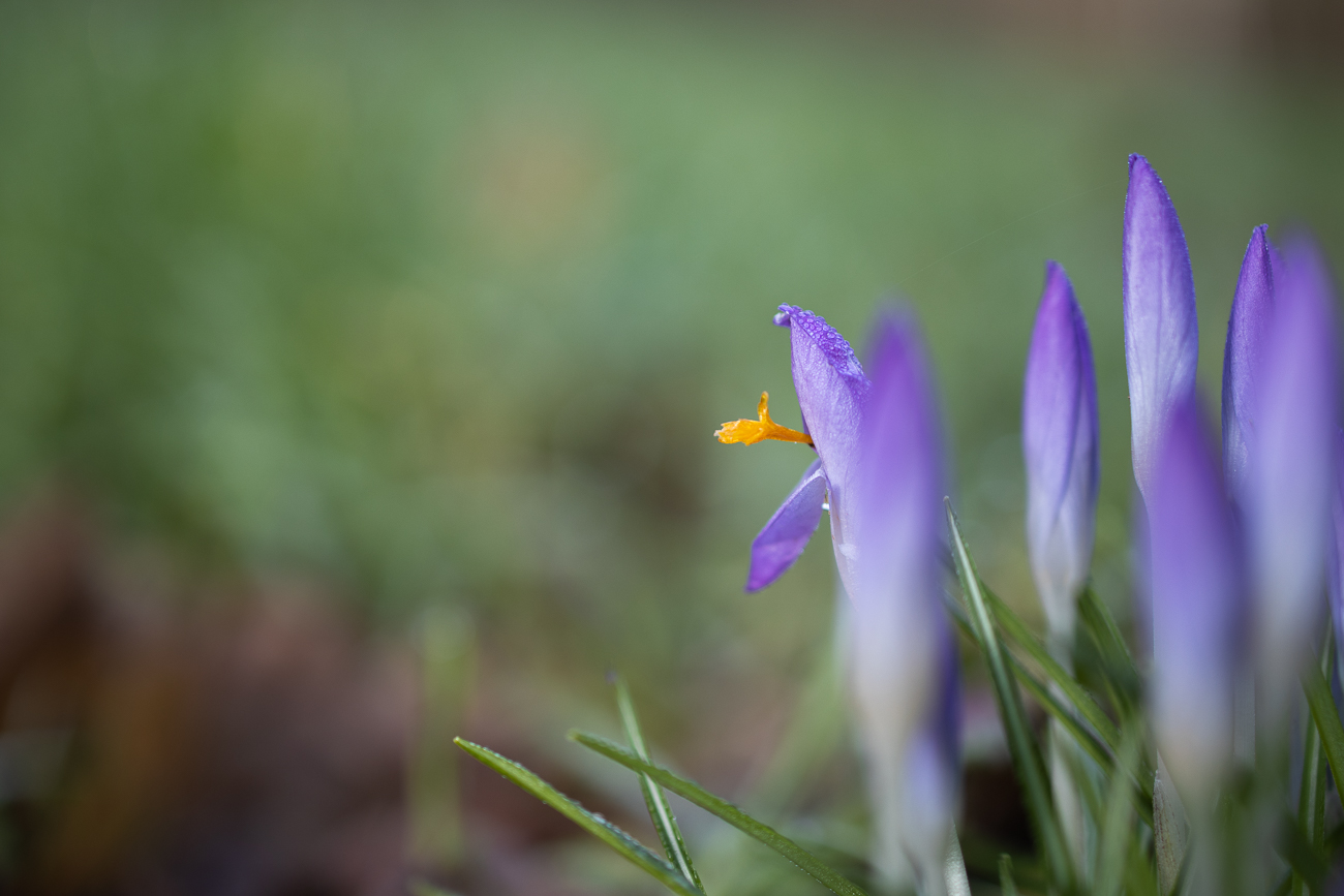 Staubblatt mit Pollen