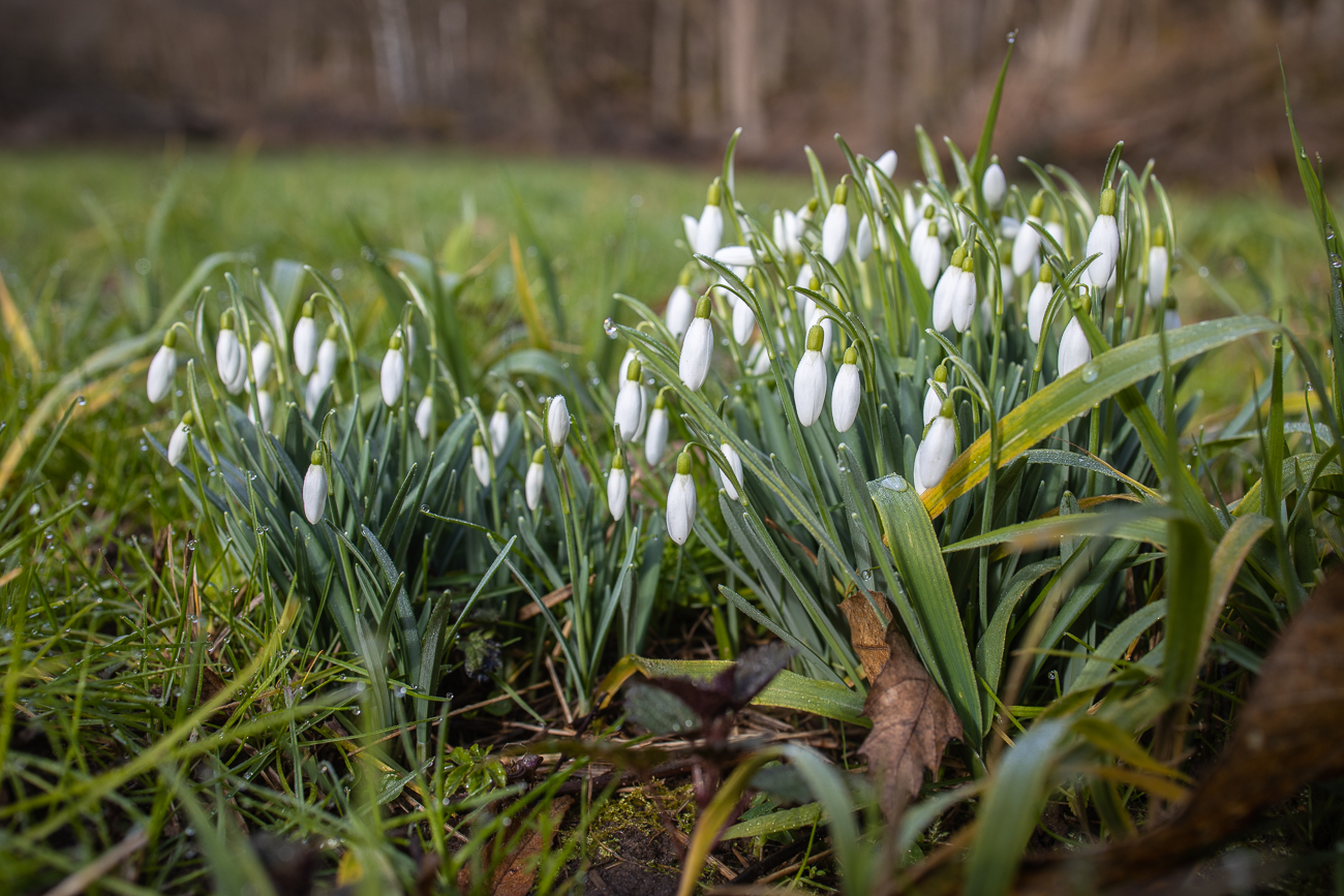 Schneeglöckchen, leider ohne Schnee