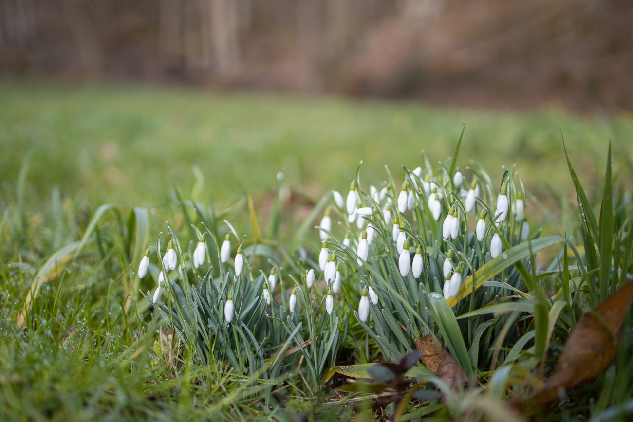 Schneeglöckchen