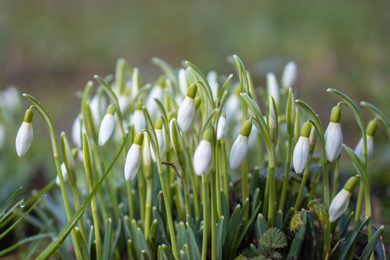 Schneeglöckchen
