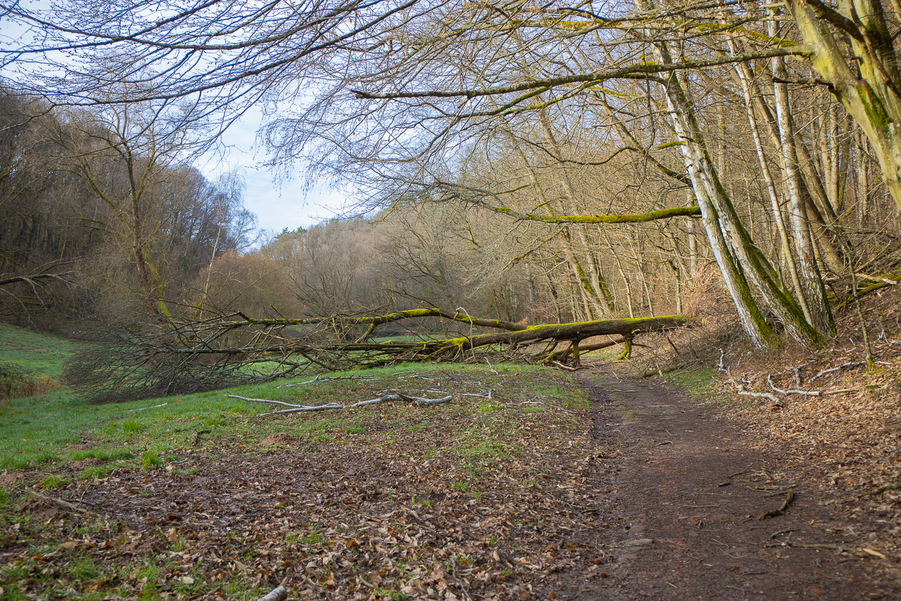 Noch ein Sabine-geschädigter Baum