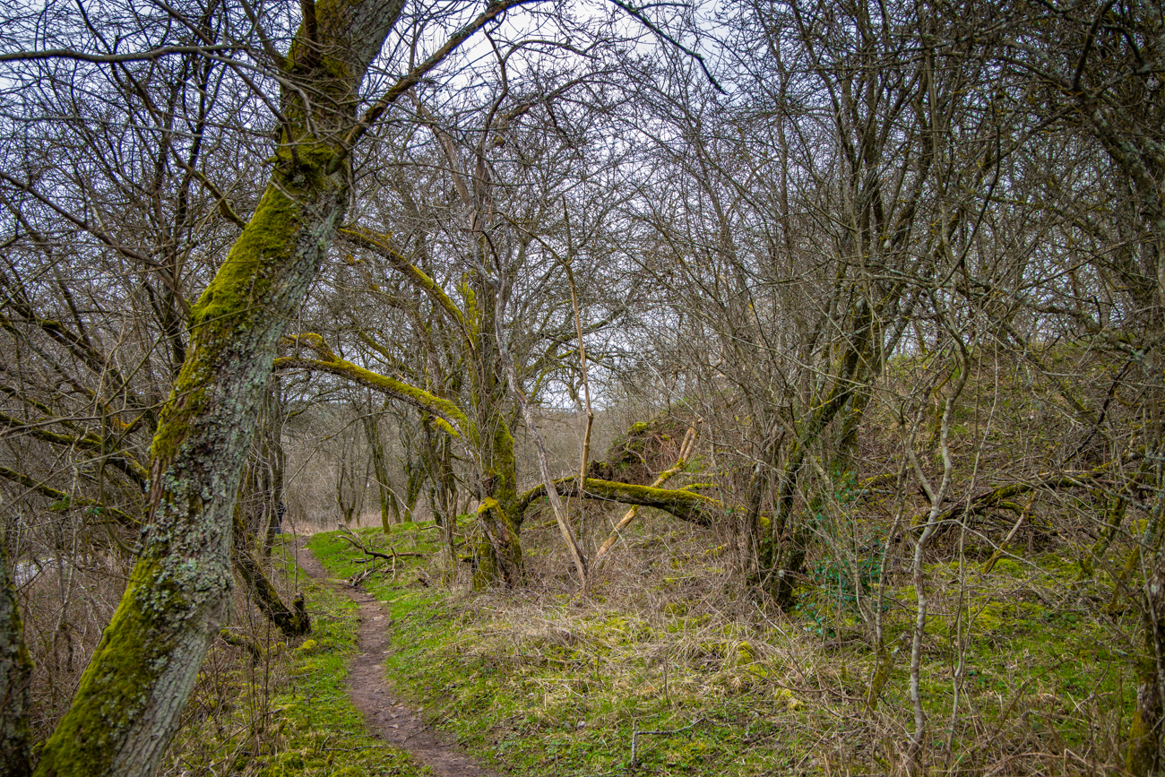 Moose und Flechten auf dem Boden und den Bäumen