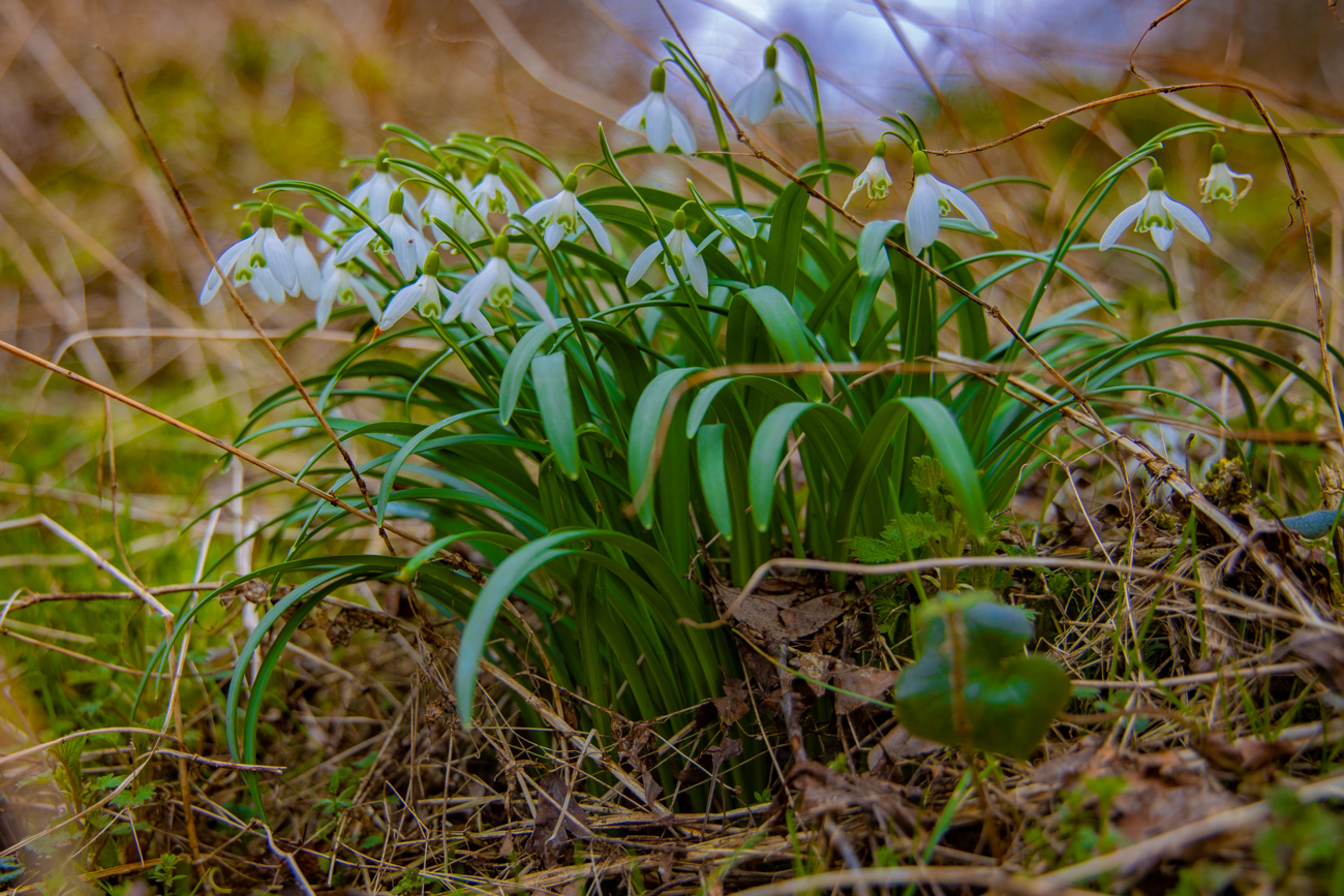 Die letzten Schneeglöckchen