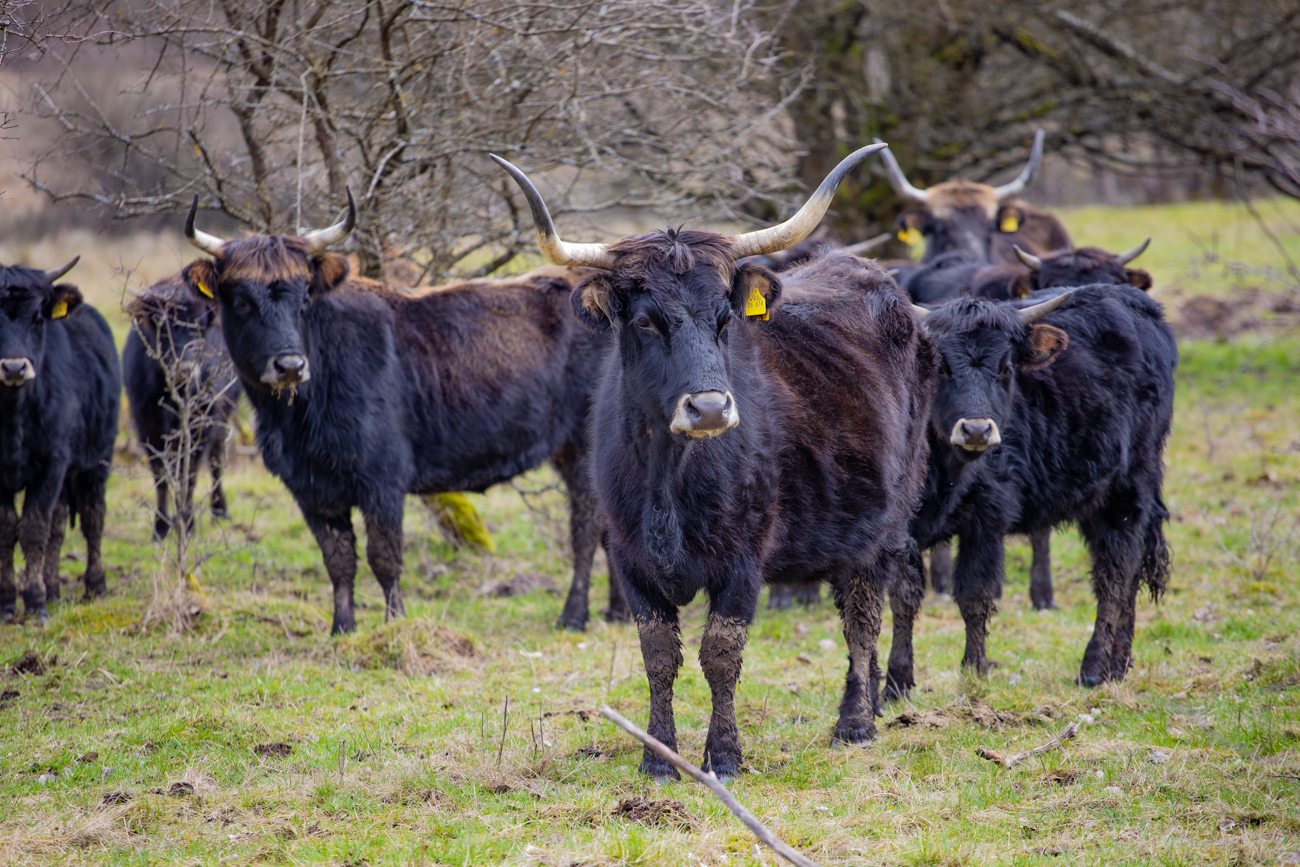 Watussi-Rinder zur Erhaltung der Landschaft
