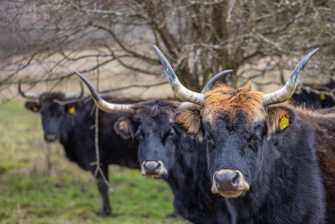 Neugieriges Starren ;-)