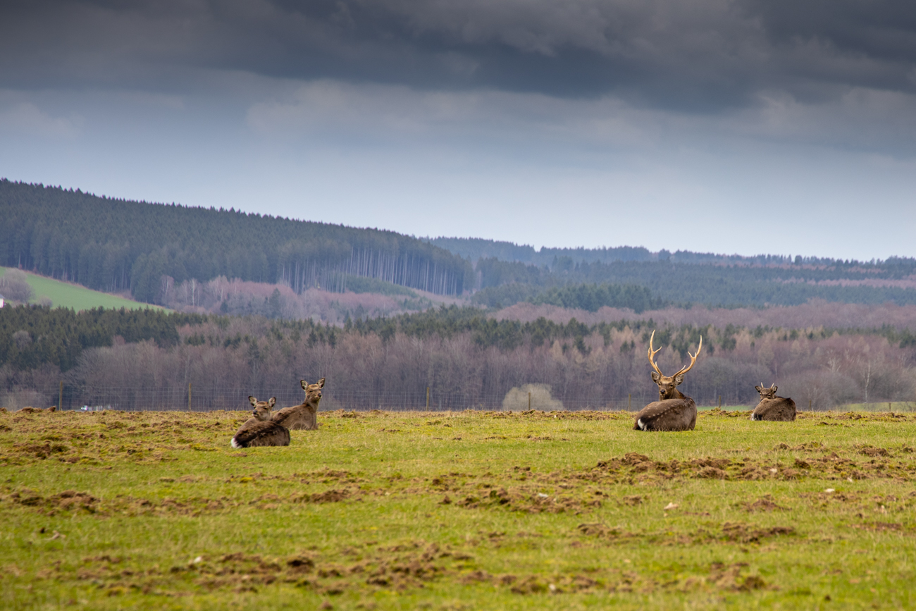Zuchthirsche auf einer Weide