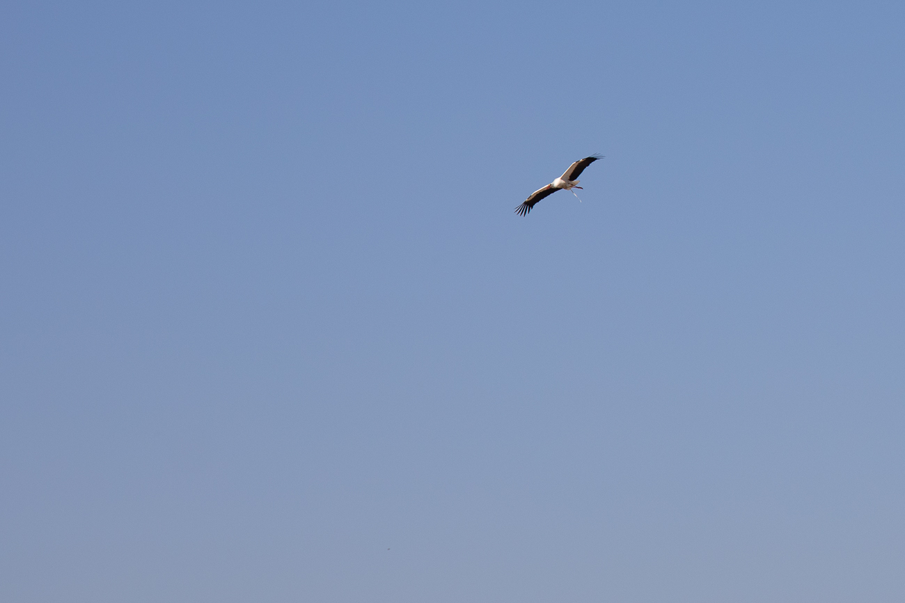 Ein Storch kreist über dem Acker